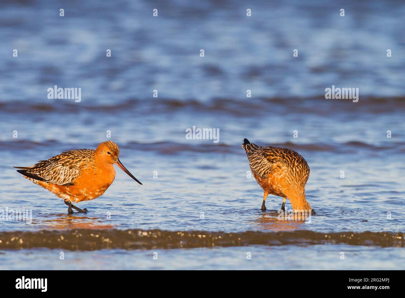 Rosse Grutto, Bar-tailed Godwit, Limosa lapponica males and female stopover during spring migration Stock Photo