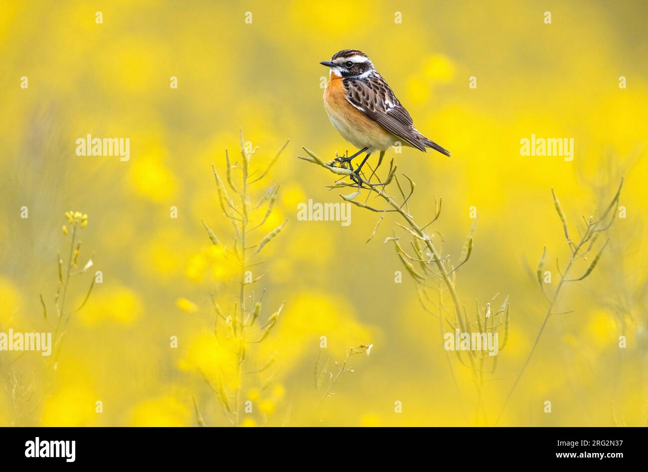 Adult Whinchat (Saxicola rubetra) perched in a field with yellow flowers in Italy. Stock Photo