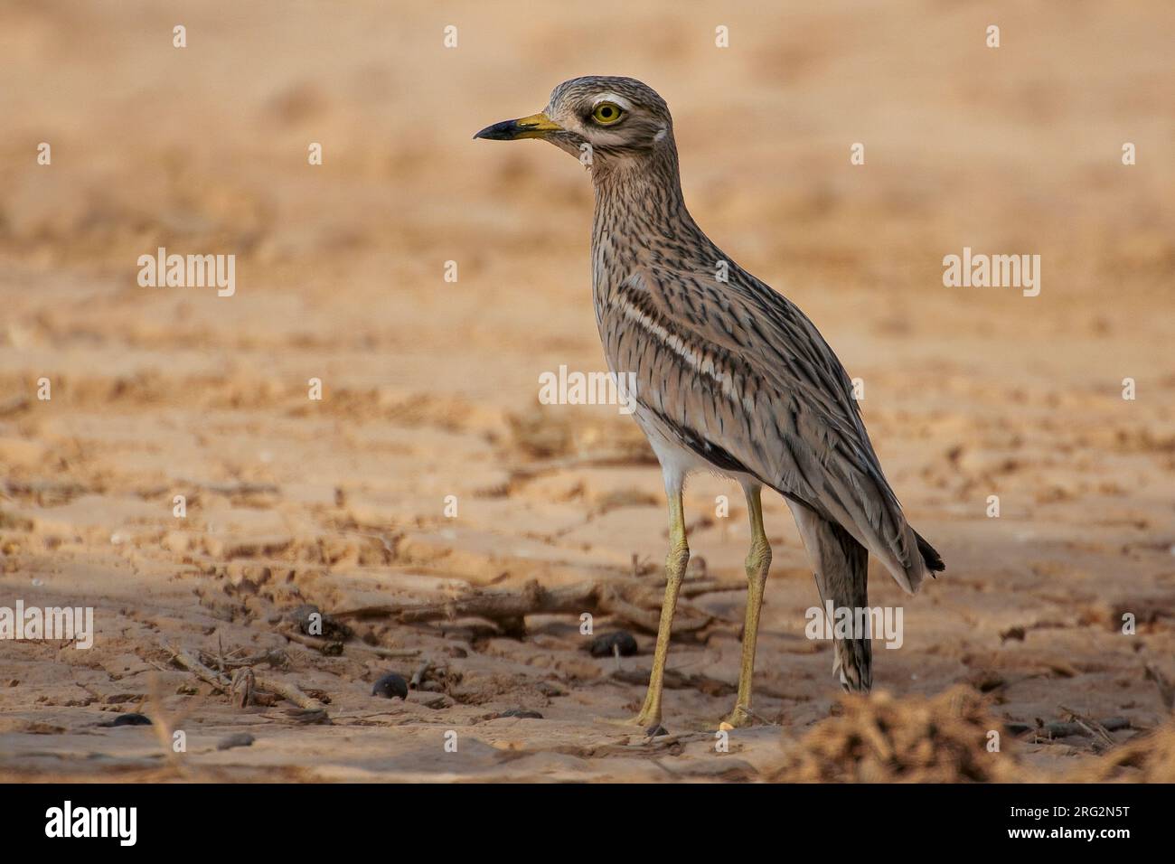 Occhione; Stone Curlew; Burhinus oedicnemus Stock Photo