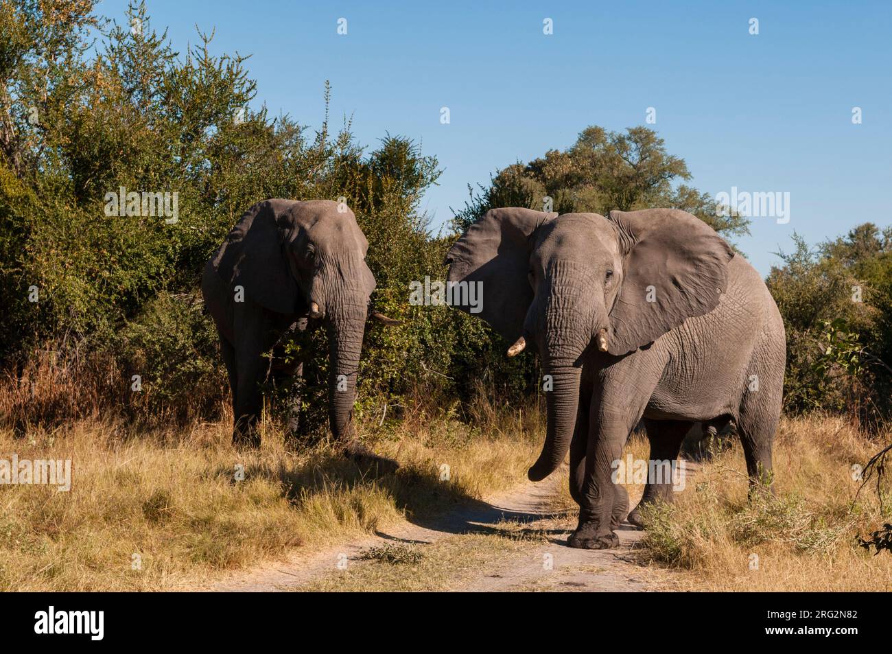 Two African elephants, Loxodonta africana, walking along a dirt road. Khwai Concession Area, Okavango Delta, Botswana. Stock Photo