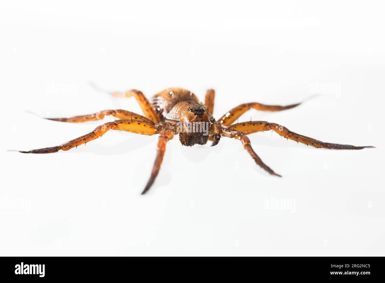Fen Raft Spider, Dolomedes plantarius Stock Photo