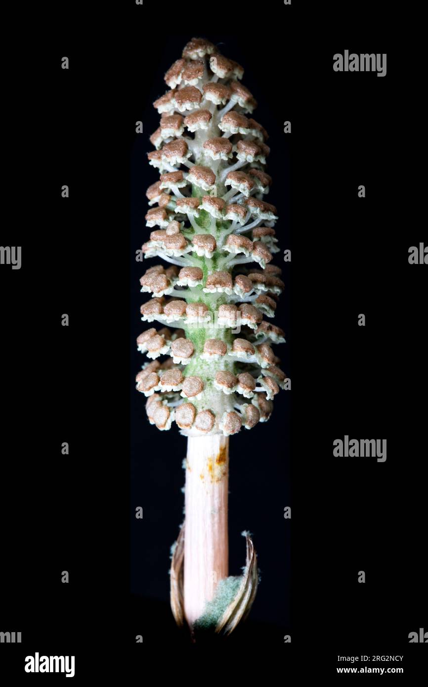 Bospaardenstaart, Wood horsetail, Equisetum sylvaticum Stock Photo