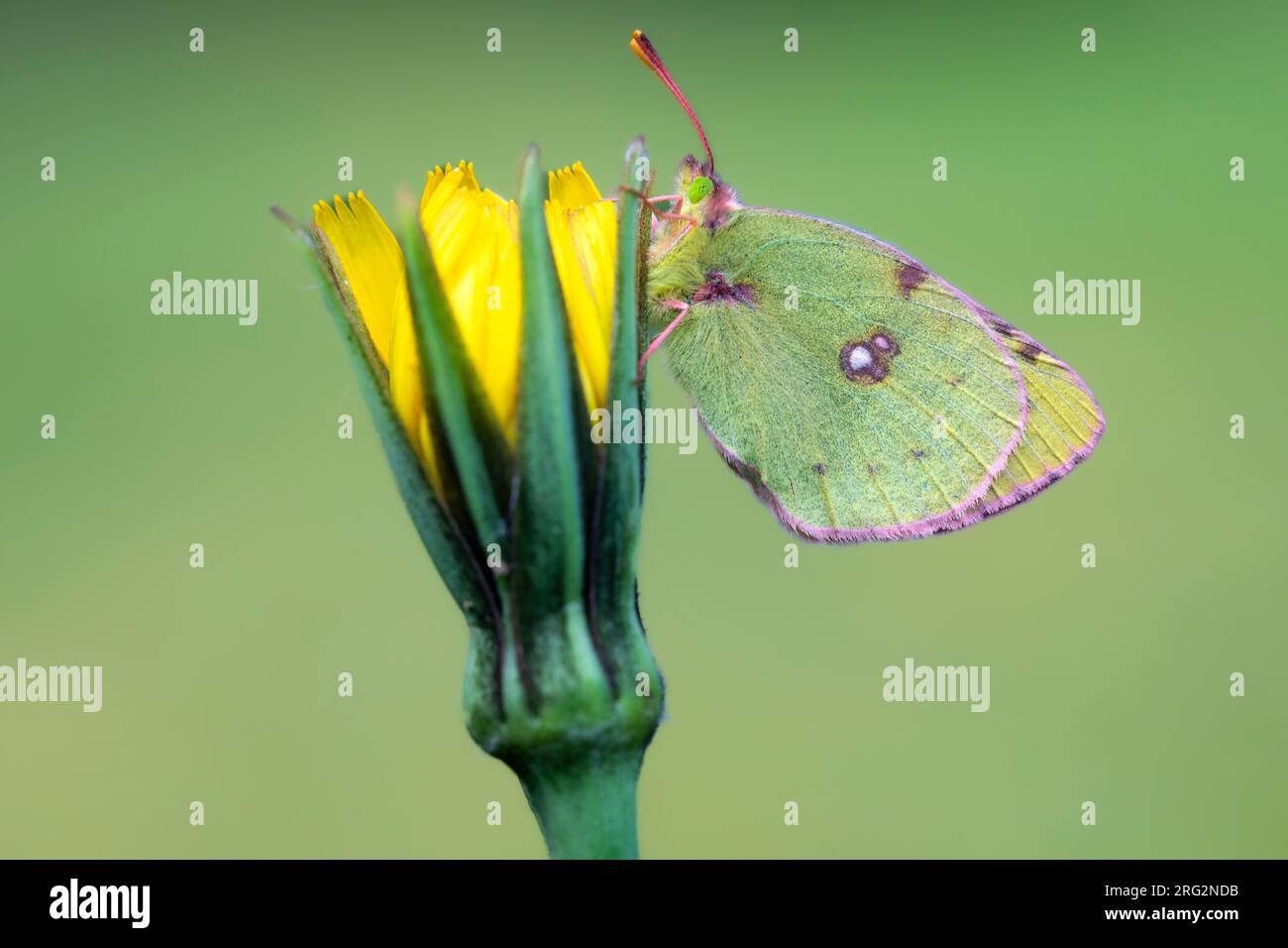 Pale Clouded Yellow, Colias hyale Stock Photo