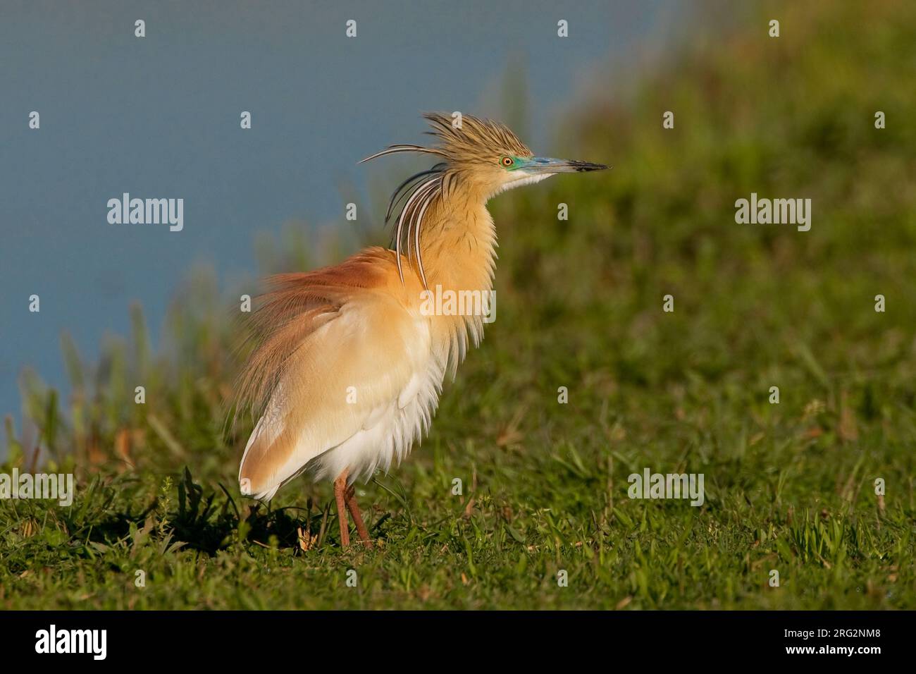 Adulte Ralreiger; Adult Squacco Heron Stock Photo