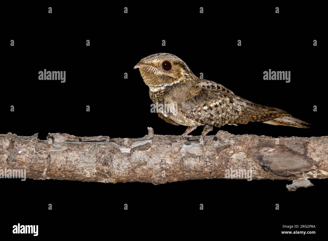 Adult Chuck-will's-widow, Antrostomus carolinensis) perched on a branch in the night in Miami-Dade County, Florida, USA, during spring. Stock Photo