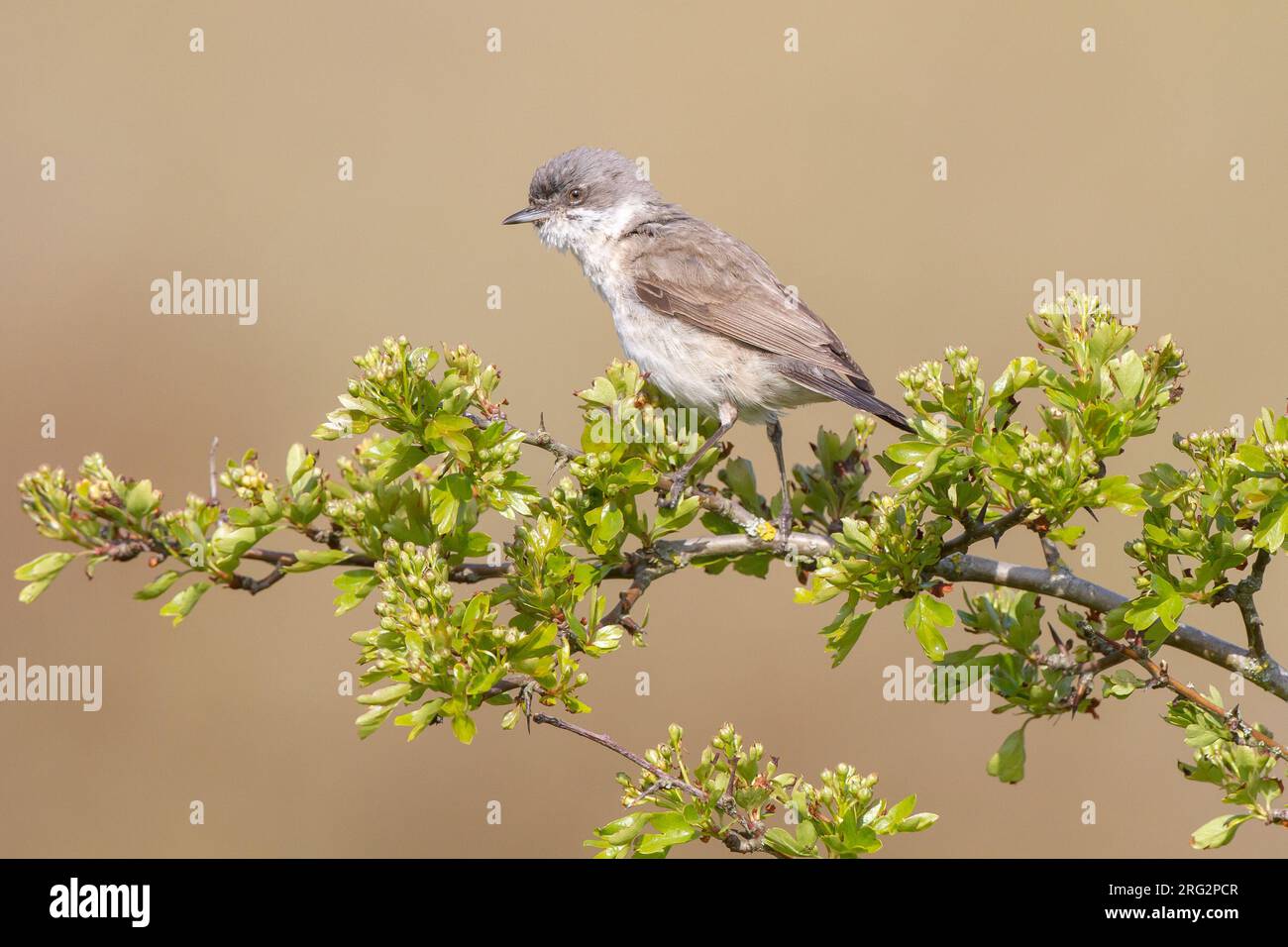 Braamsluiper, Lesser Whitethroat, Sylvia curruca male on singing post in may thorn Stock Photo