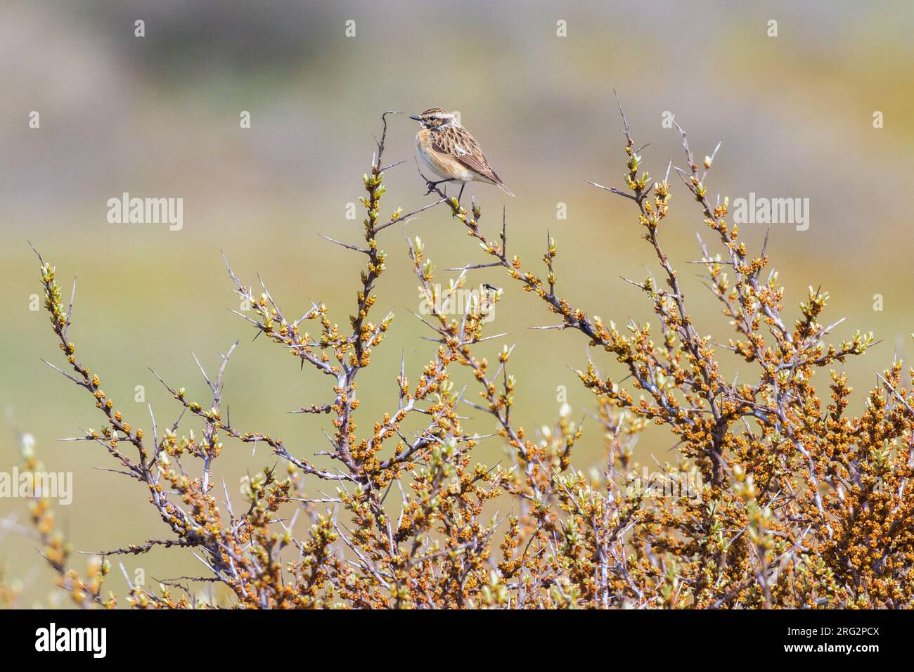 Paapje, Whinchat, Saxicola rubetra on spring migration perched in seathorn Stock Photo