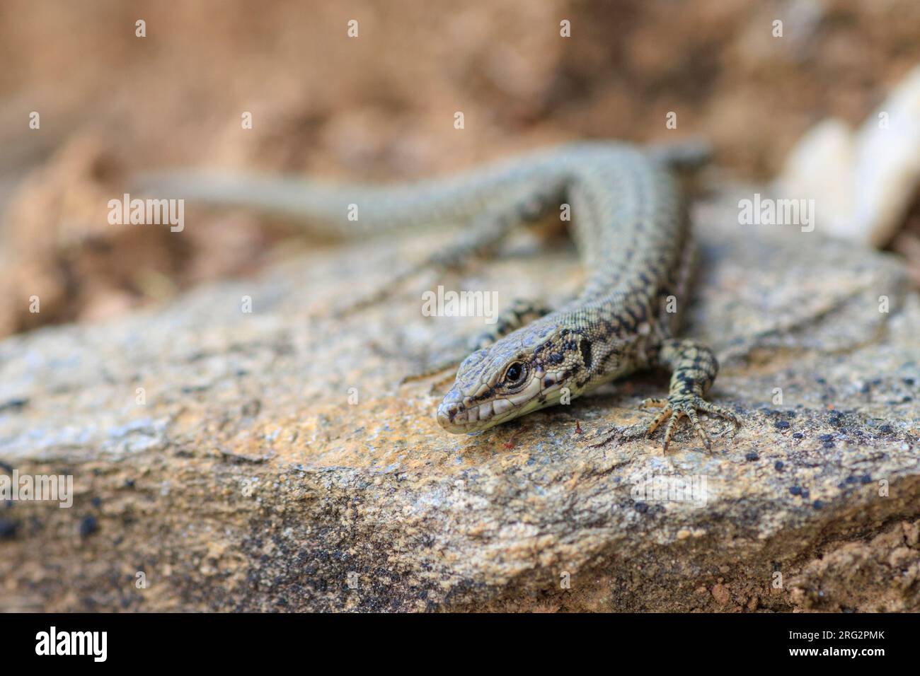 Catalonian Wall Lizard (Podarcis liolepis cebennensis) taken the 24/05/2022 at Cevennes - France. Stock Photo