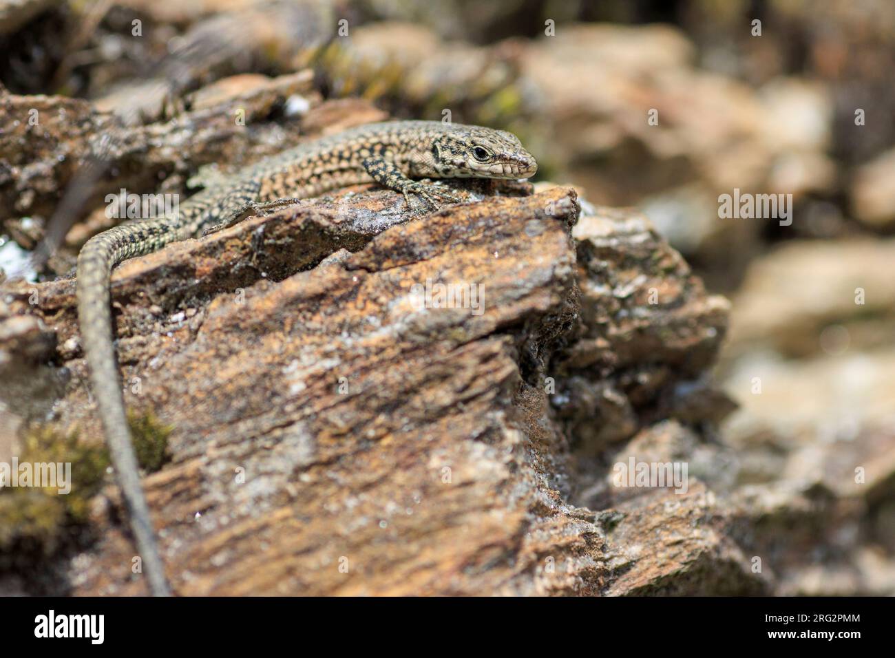 Catalonian Wall Lizard (Podarcis liolepis cebennensis) taken the 24/05/2022 at Cevennes - France. Stock Photo