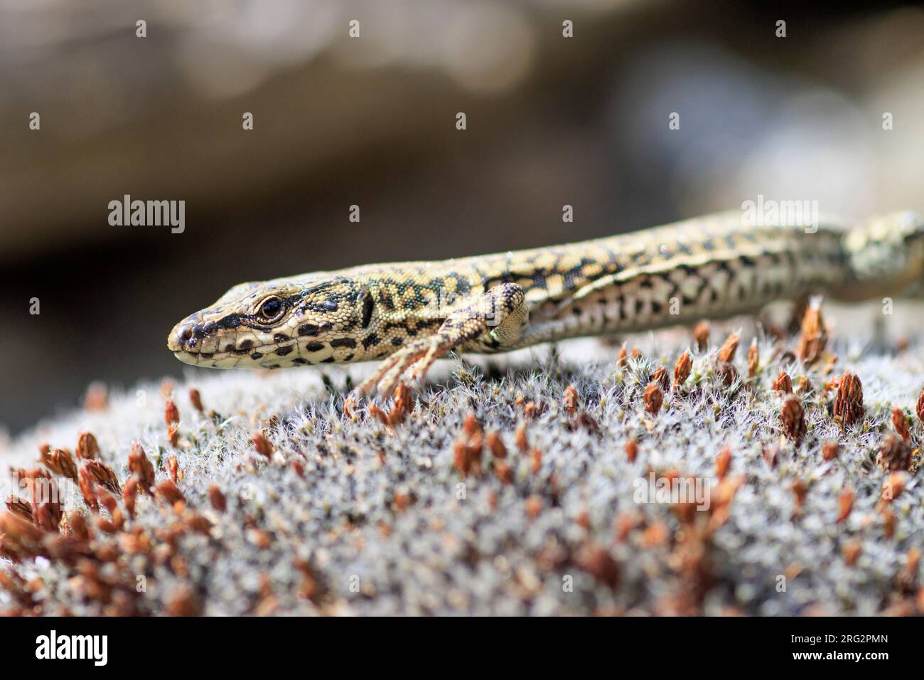 Catalonian Wall Lizard (Podarcis liolepis cebennensis) taken the 24/05/2022 at Cevennes - France. Stock Photo