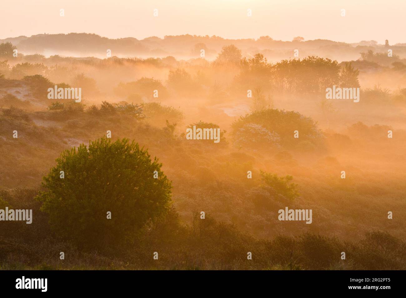 Landscape dunes of Berkheide at dawn in Katwijk, Netherlands. Nature image from Holland. Stock Photo