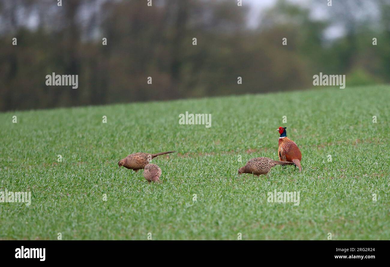 Common Pheasant, Phasianus colchicus, flock of four birds at Langstrup Mose, Denmark Stock Photo