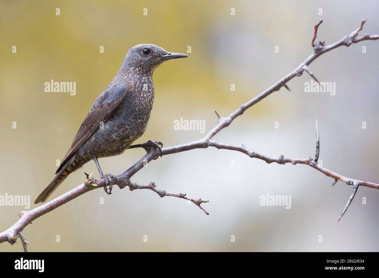 adult-female-blue-rock-thrush-monticola-solitarius-in-italy-stock