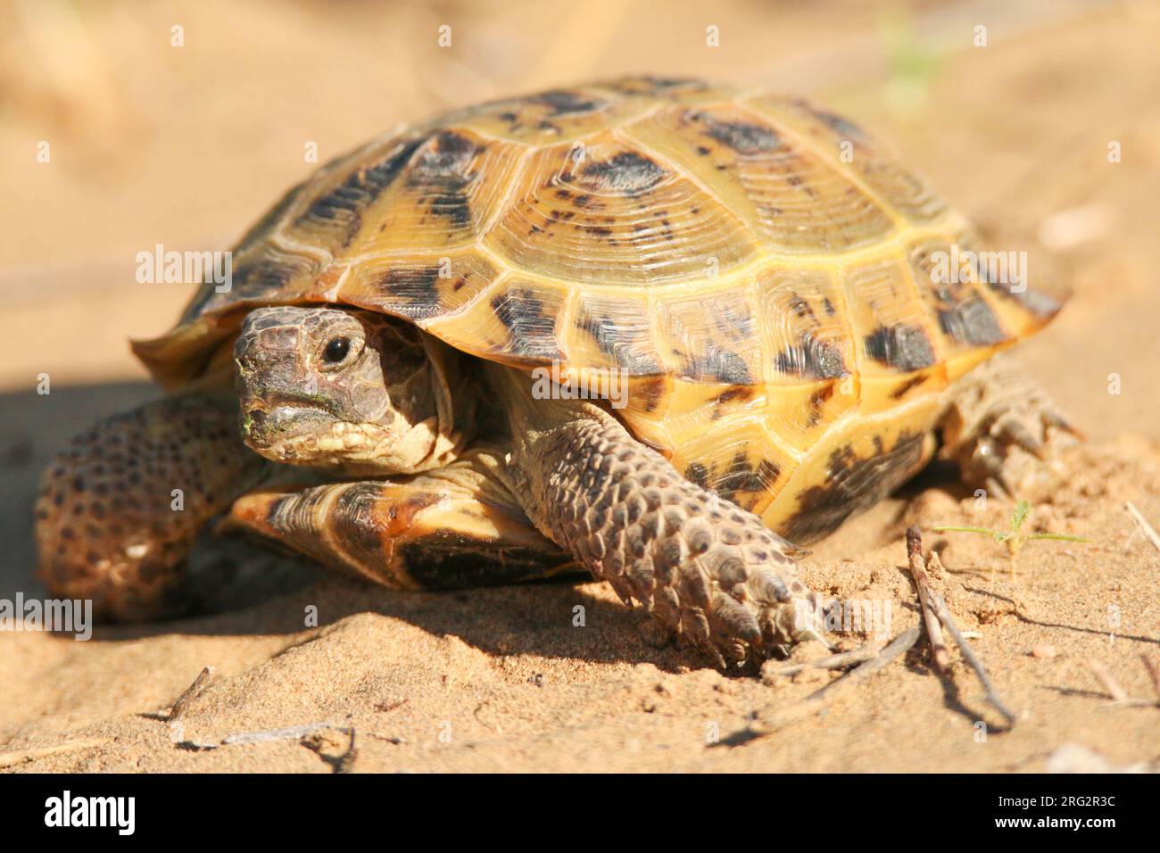 Russian tortoise (Testudo horsfieldii) on the ground, against an orange background, in Kazakhstan. Stock Photo