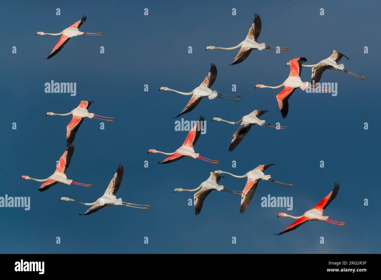 Flock of Greater Flamingo’s (Phoenicopterus roseus) in flight in Italy. Stock Photo