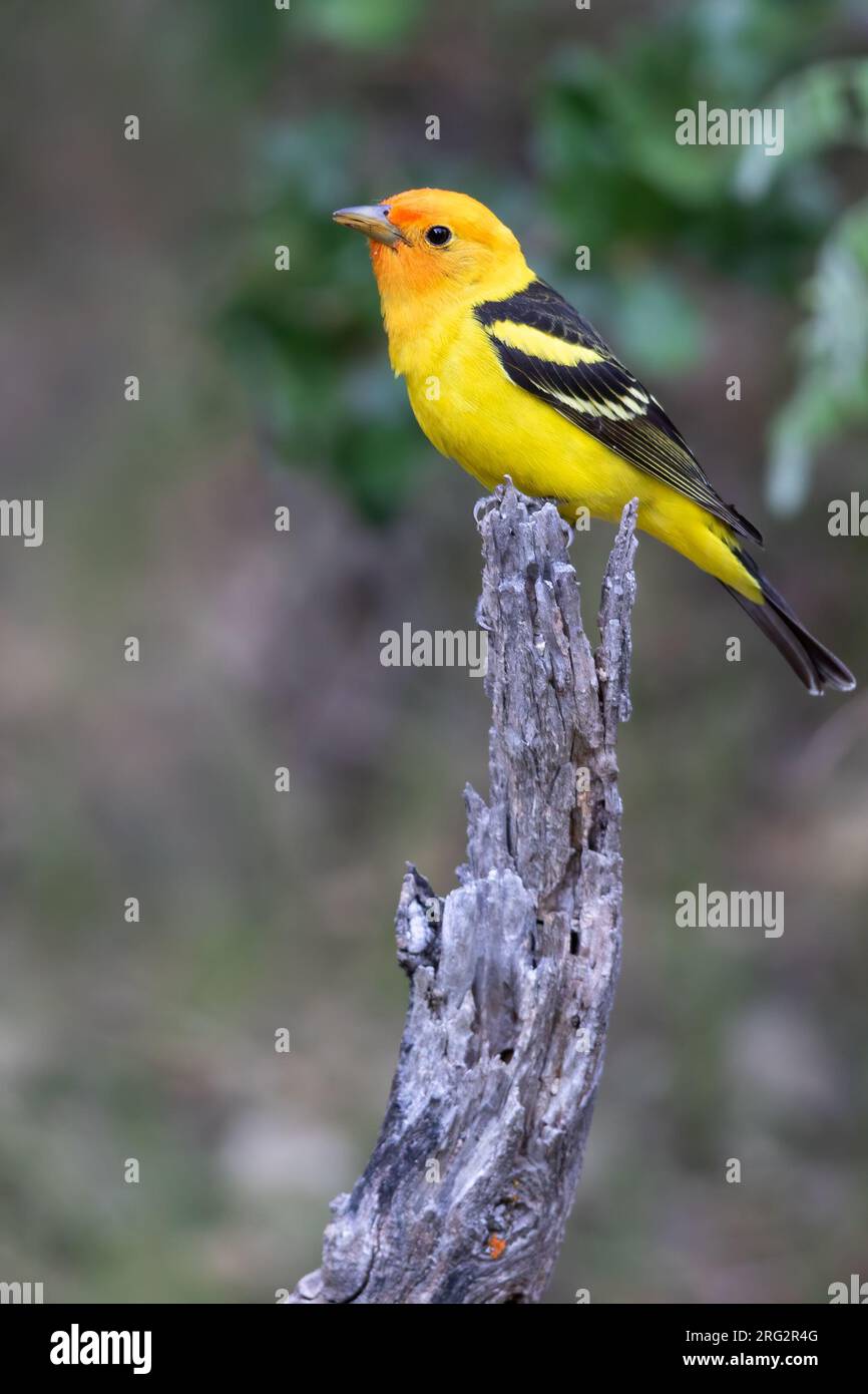 Adult male Western Tanager (Piranga ludoviciana) in North-America. Stock Photo