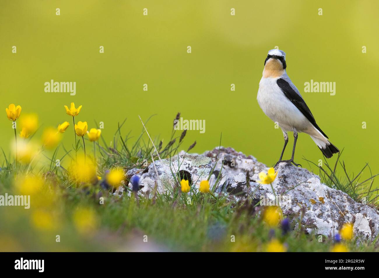 Adult male Northern Wheatear, Oenanthe oenanthe, perched on a rock in a green mountain meadow in Italy. Stock Photo