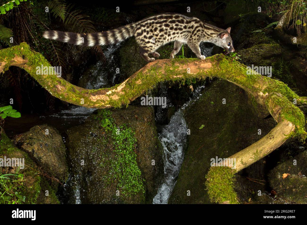 Common Genet (Genetta genetta) in Spain. Walking over a moss covered ...