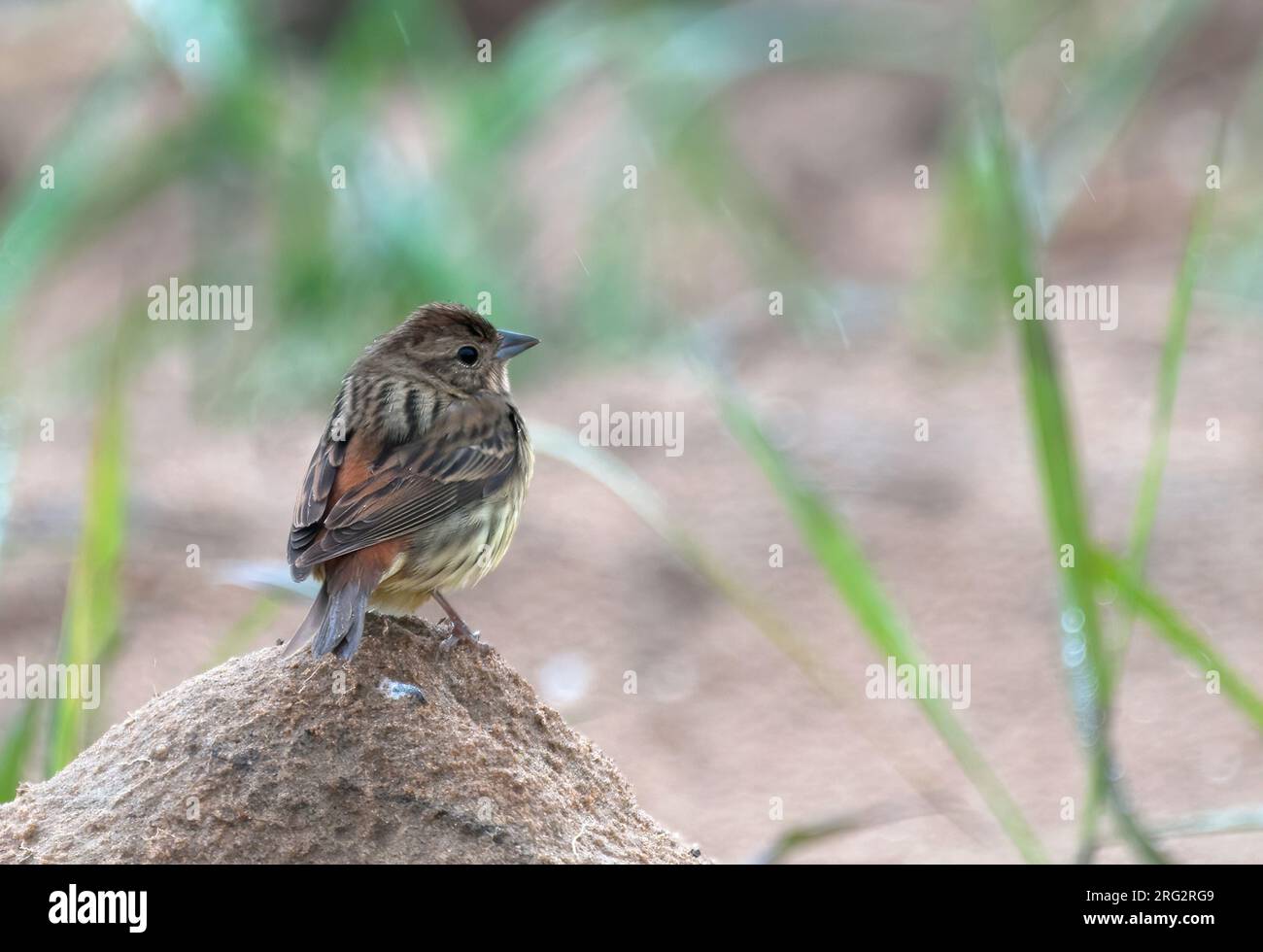 Chestnut Bunting (Emberiza rutila), back/side view of female standing on a rock, showing upperparts Stock Photo