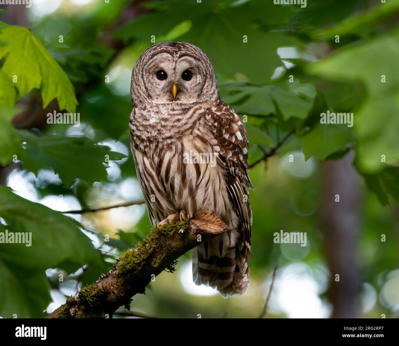 A beautiful full frontal view of a Barred Owl after it was harrassed by Northwestern Crows in Jericho Park, Vancouver, British Colombia, Canada Stock Photo