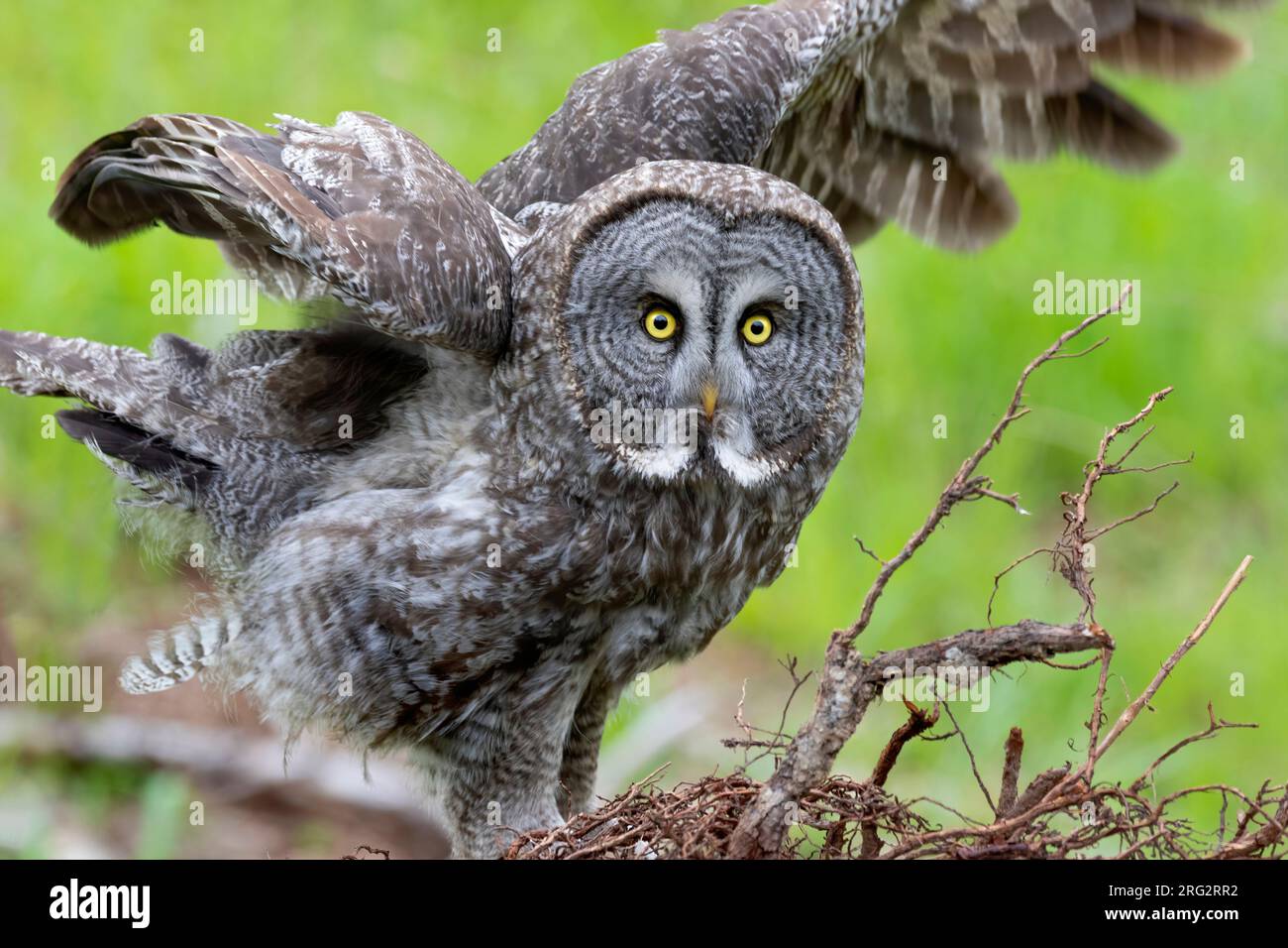 The Great Grey Olw is one of the most iconic owls of Europe and North ...