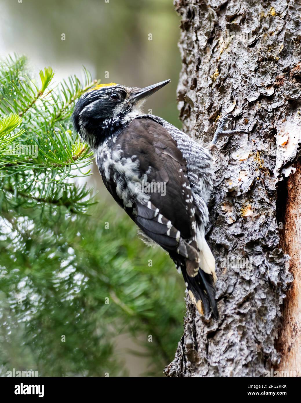 Wide spread tree hi-res stock photography and images - Alamy