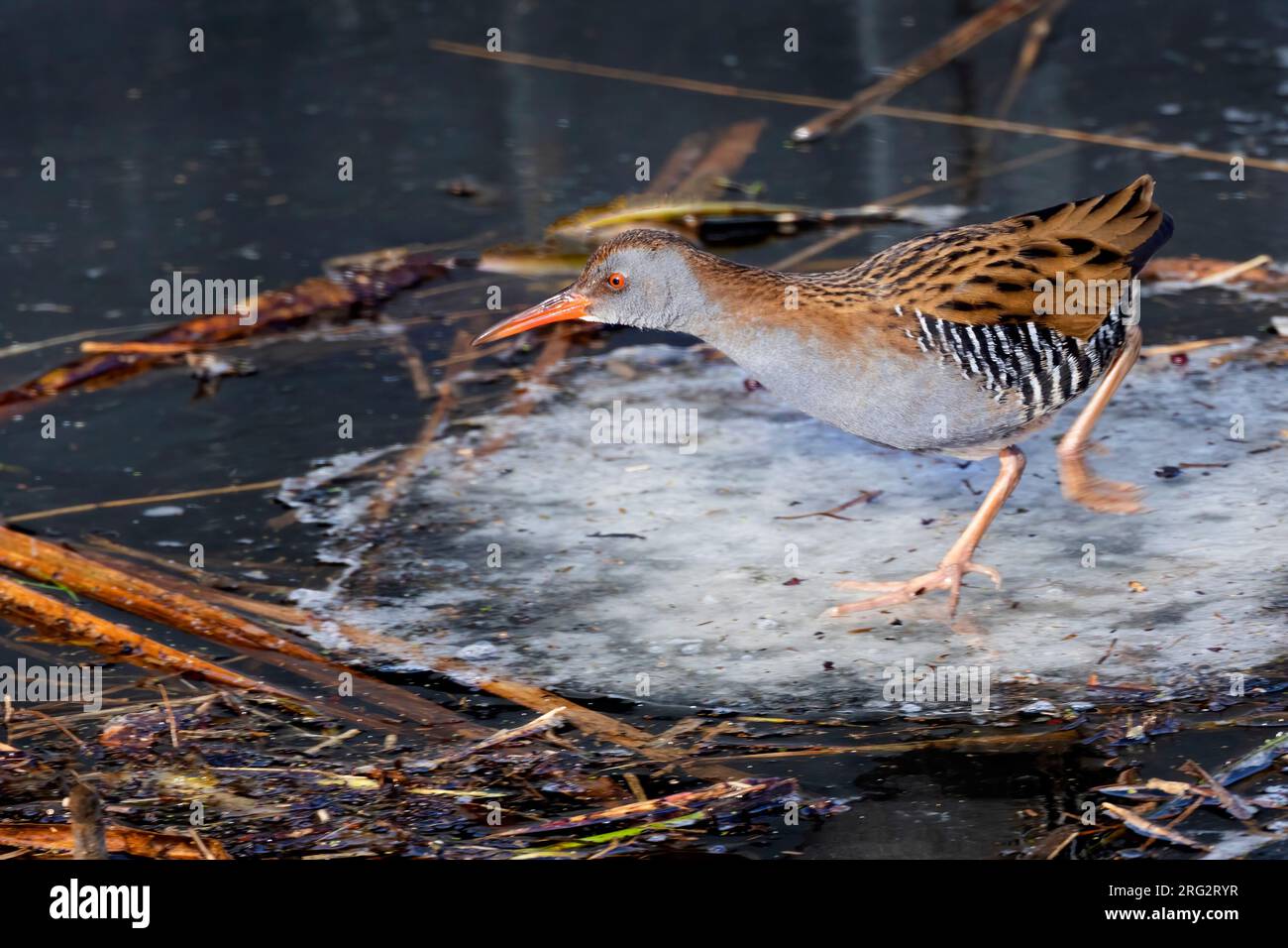 A Water Rail (Rallus aquaticus) runs over the ice showing off its amazing zebra print. Normally these birds will stay hidden in the reeds, but during Stock Photo