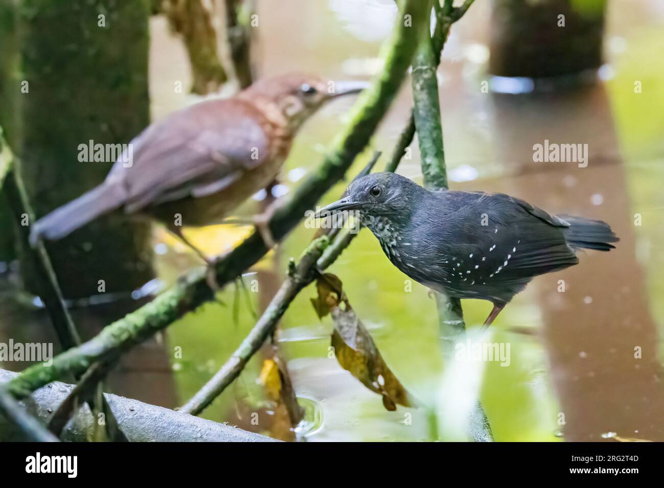 A male and female Silvered Antbird, Sclateria naevia sitting on some branches in the dark wet understory of the Peperpot Nature Park outside Paramarib Stock Photo