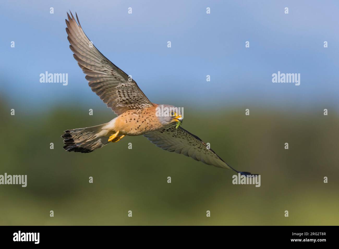 Lesser Kestrel (Falco naumannis) in Italy. Adult male in flight with a cricket as prey in its beak. Stock Photo