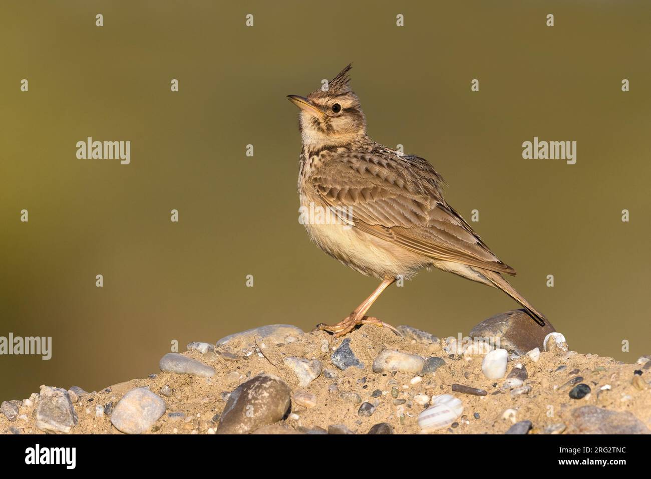 Crested Lark, Galerida cristata, in Italy. Perched. Stock Photo