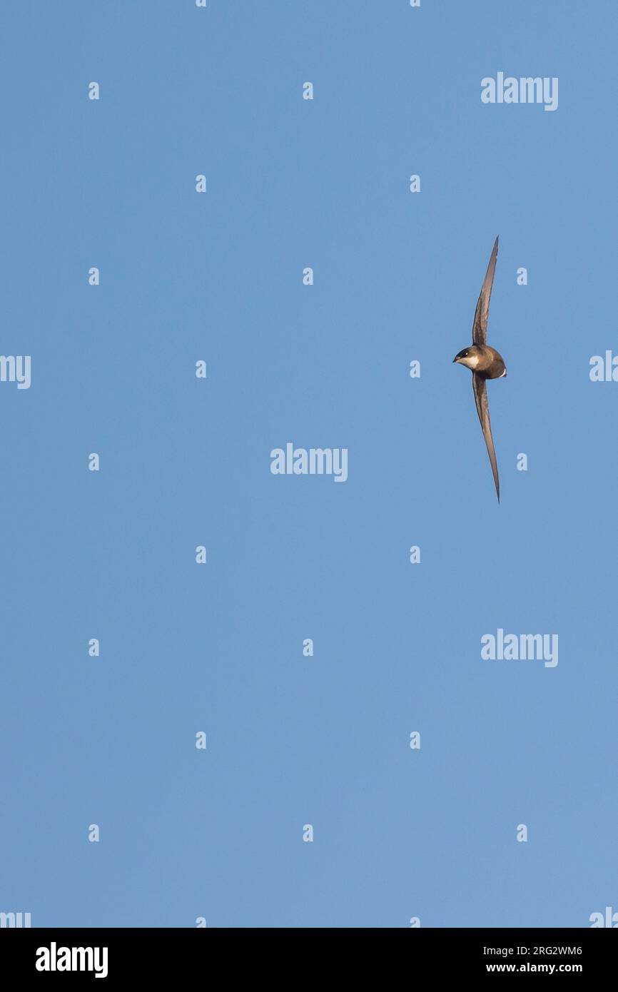 White-throated Needletail - Stachelschwanzsegler - Hirundapus caudacutus, Russia, adult Stock Photo