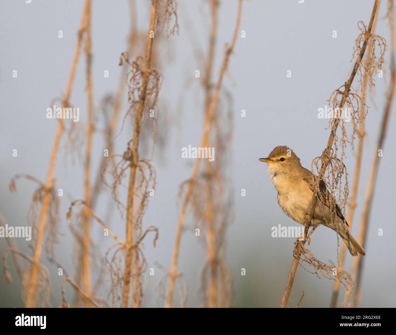 Booted Warbler - Buschspötter - Iduna caligata, Russia (Ural Stock ...
