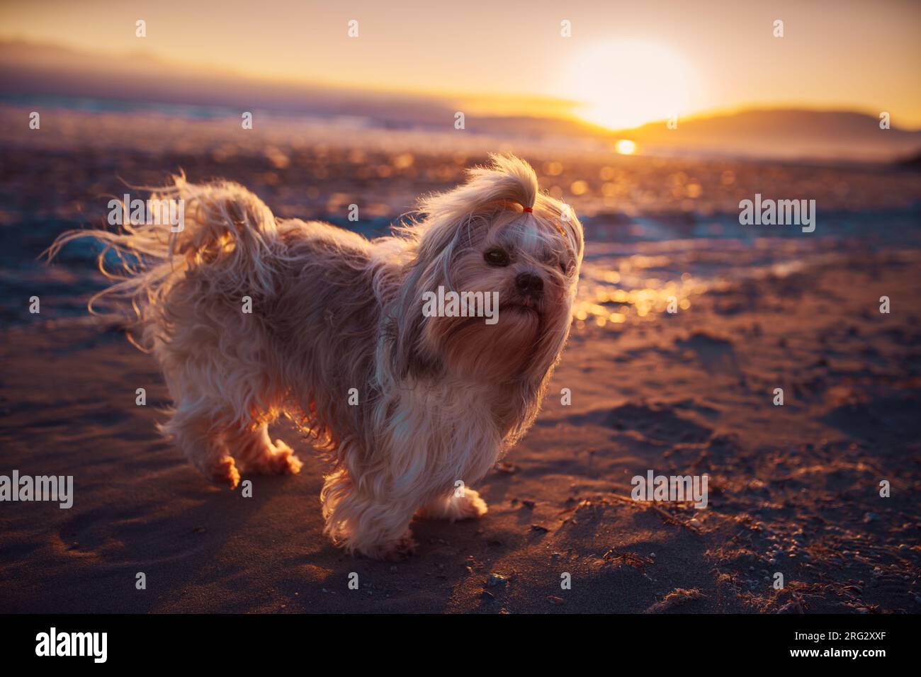 Shih tzu dog standing at the edge of lake at sunset Stock Photo