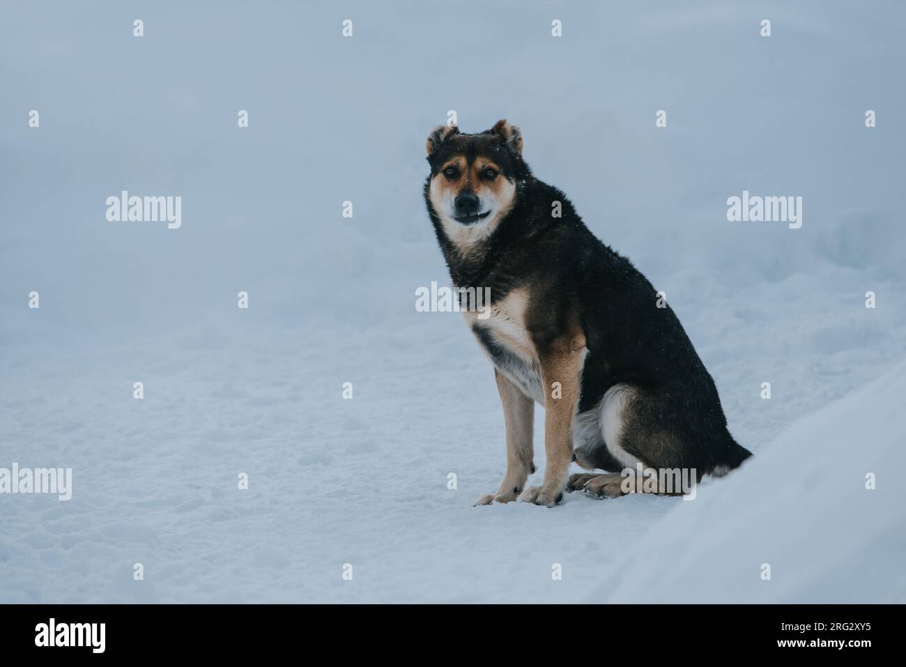 Dog sitting in the snow in winter with funny emotion Stock Photo