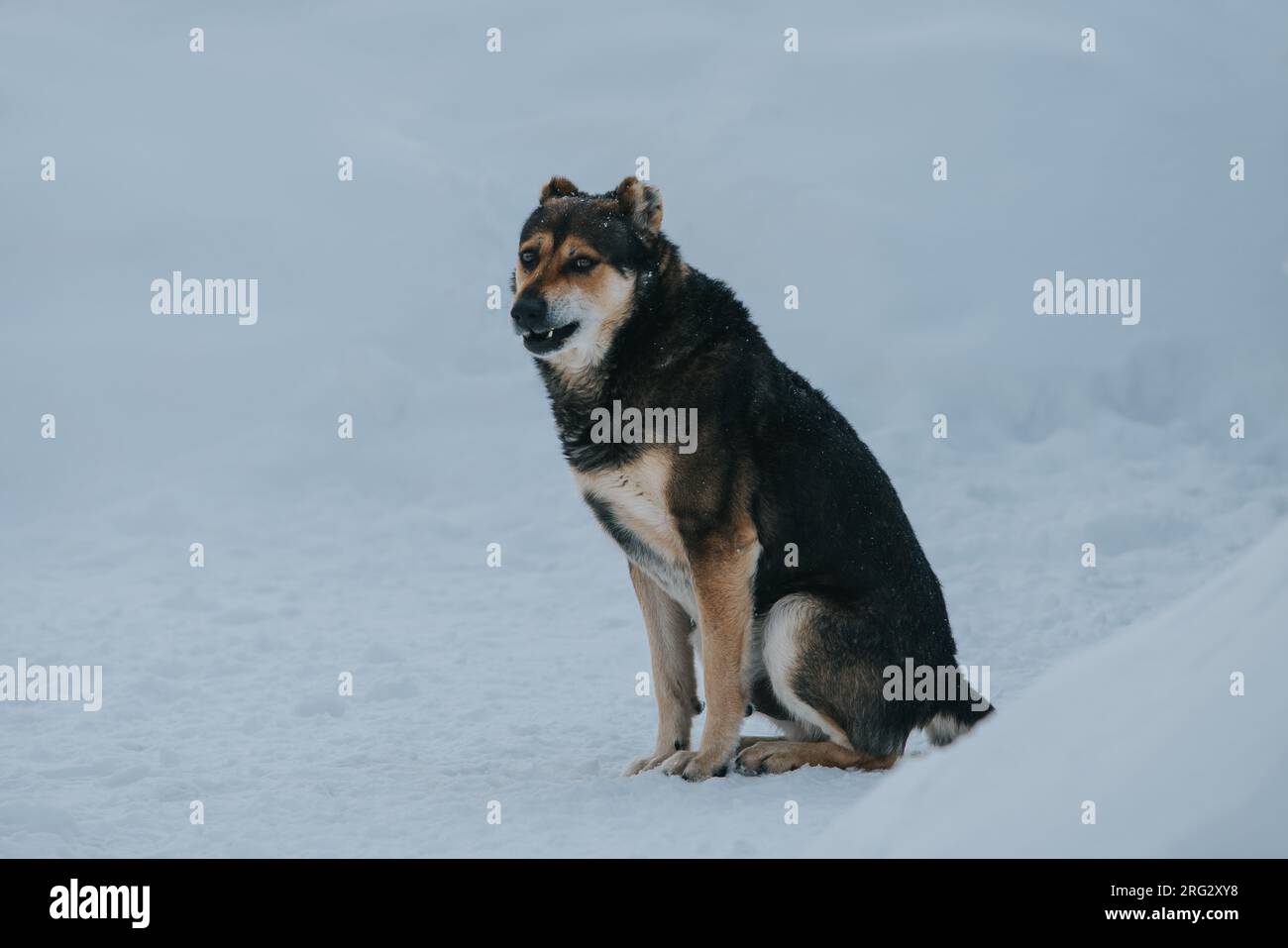 Dog sitting in the snow in winter with funny emotion Stock Photo