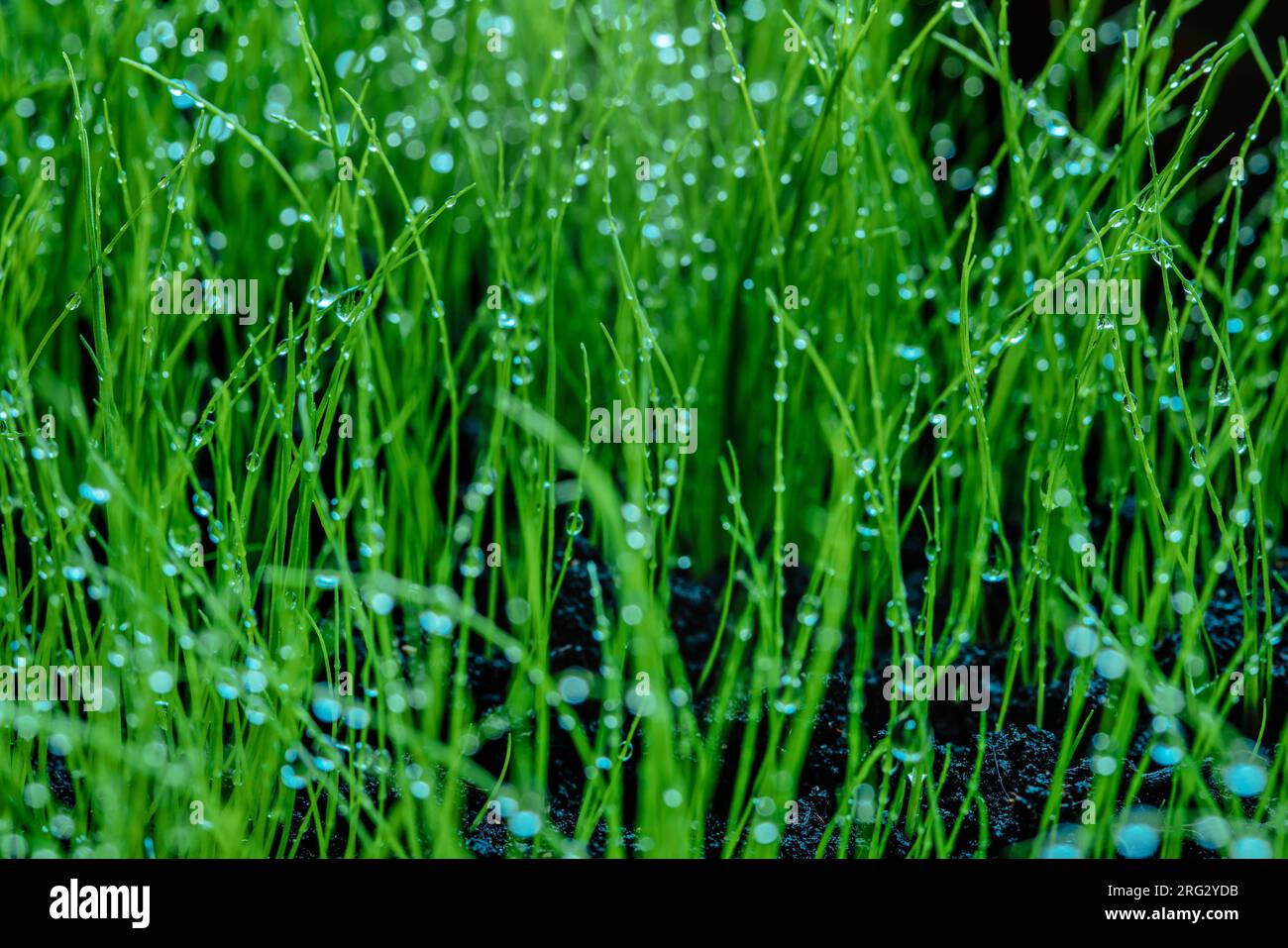 Wet green grass closeup view Stock Photo