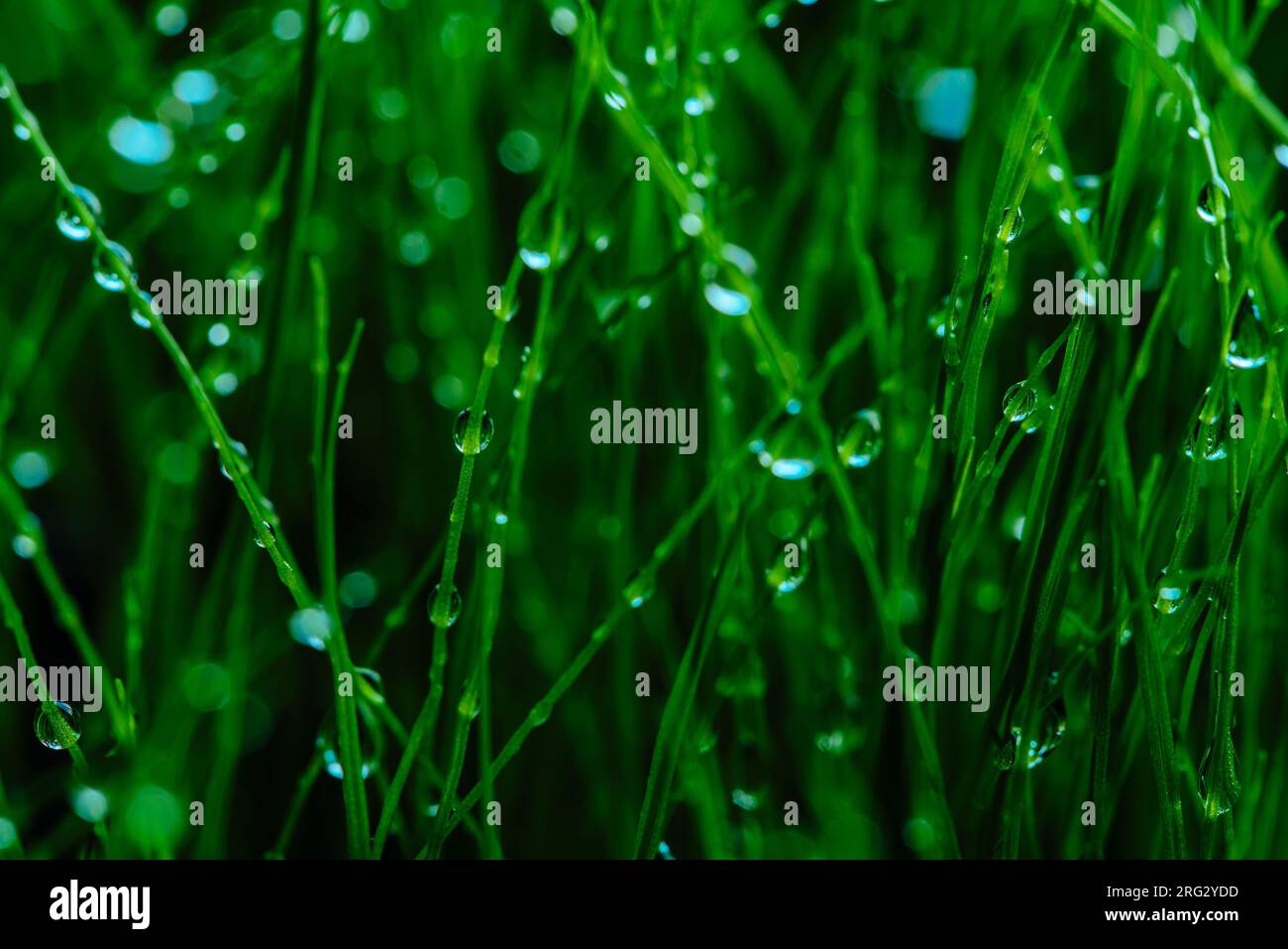 Wet green grass closeup view Stock Photo