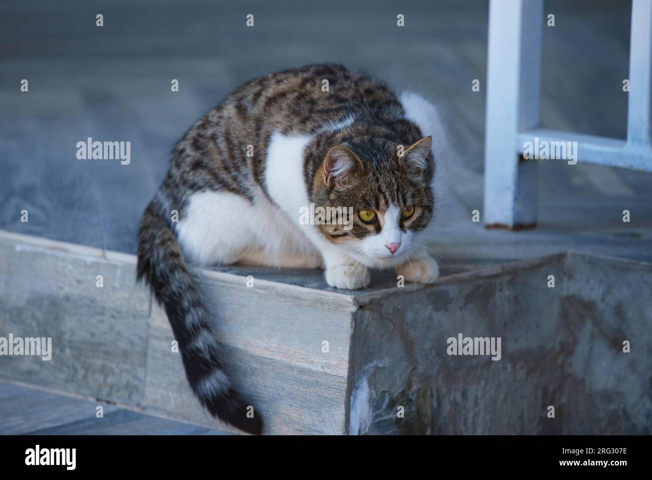 Cat sits on the porch of the house Stock Photo