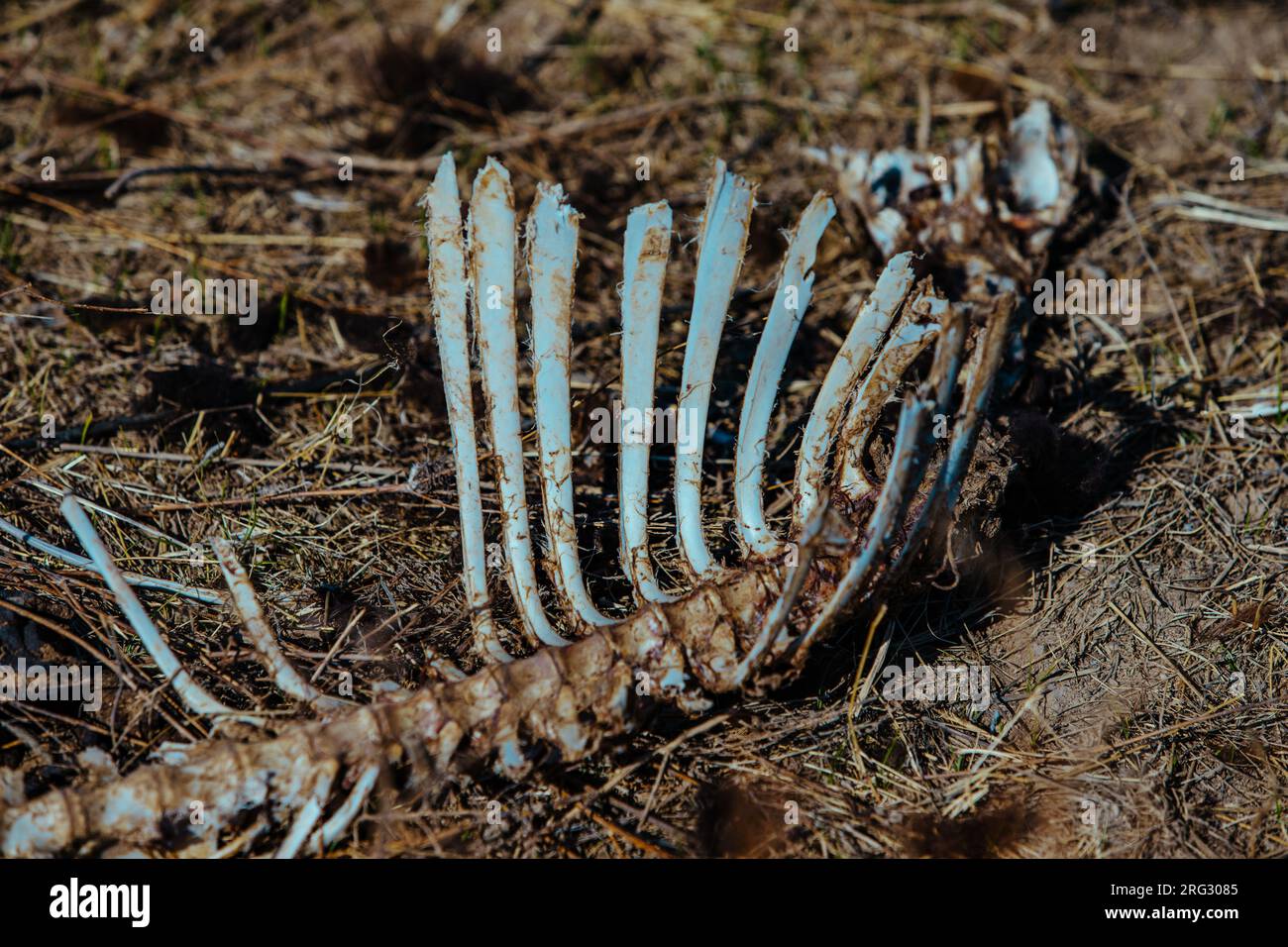 Animal bones in the desert Stock Photo