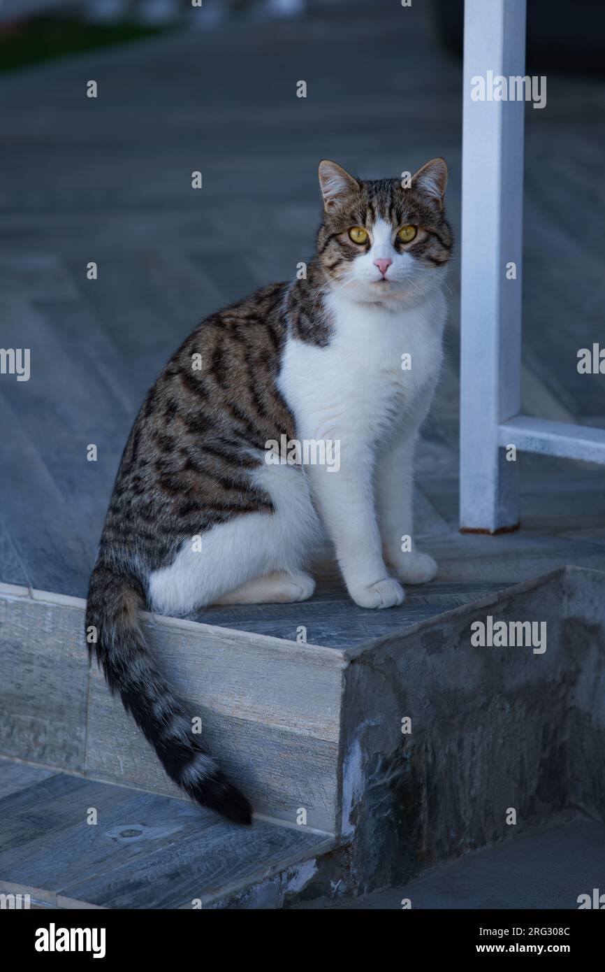 Cat sits on the porch of the house Stock Photo