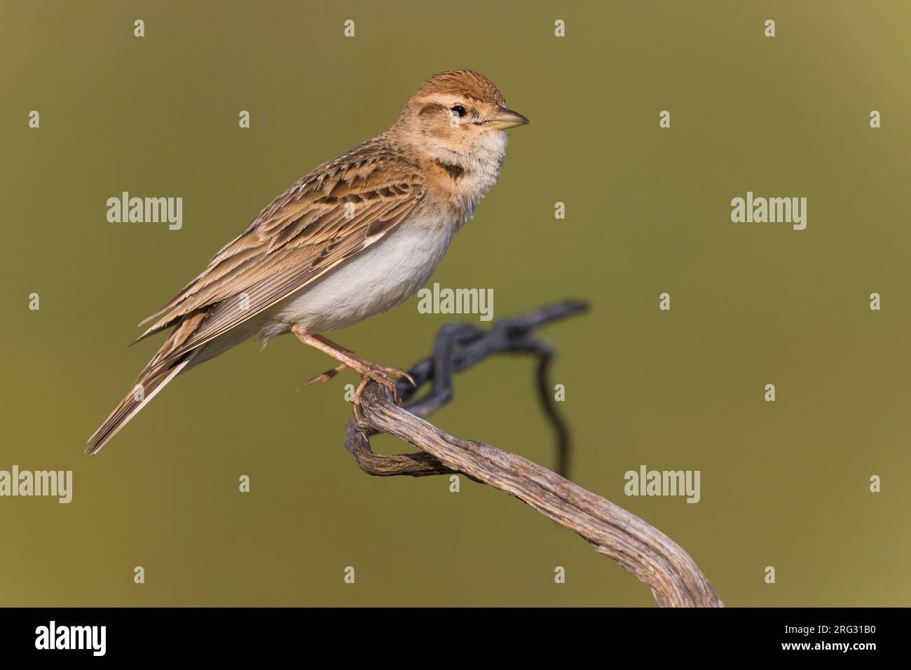 Adult Greater Short-toed Lark, Calandrella brachydactyla,  during spring in Italy. Stock Photo