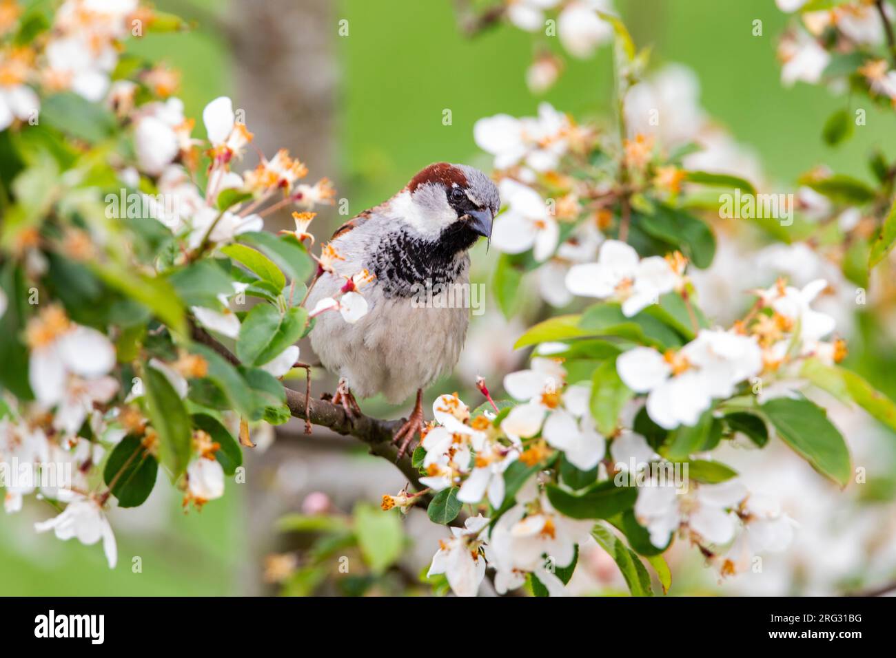 Male House Sparrow Stock Photo - Alamy