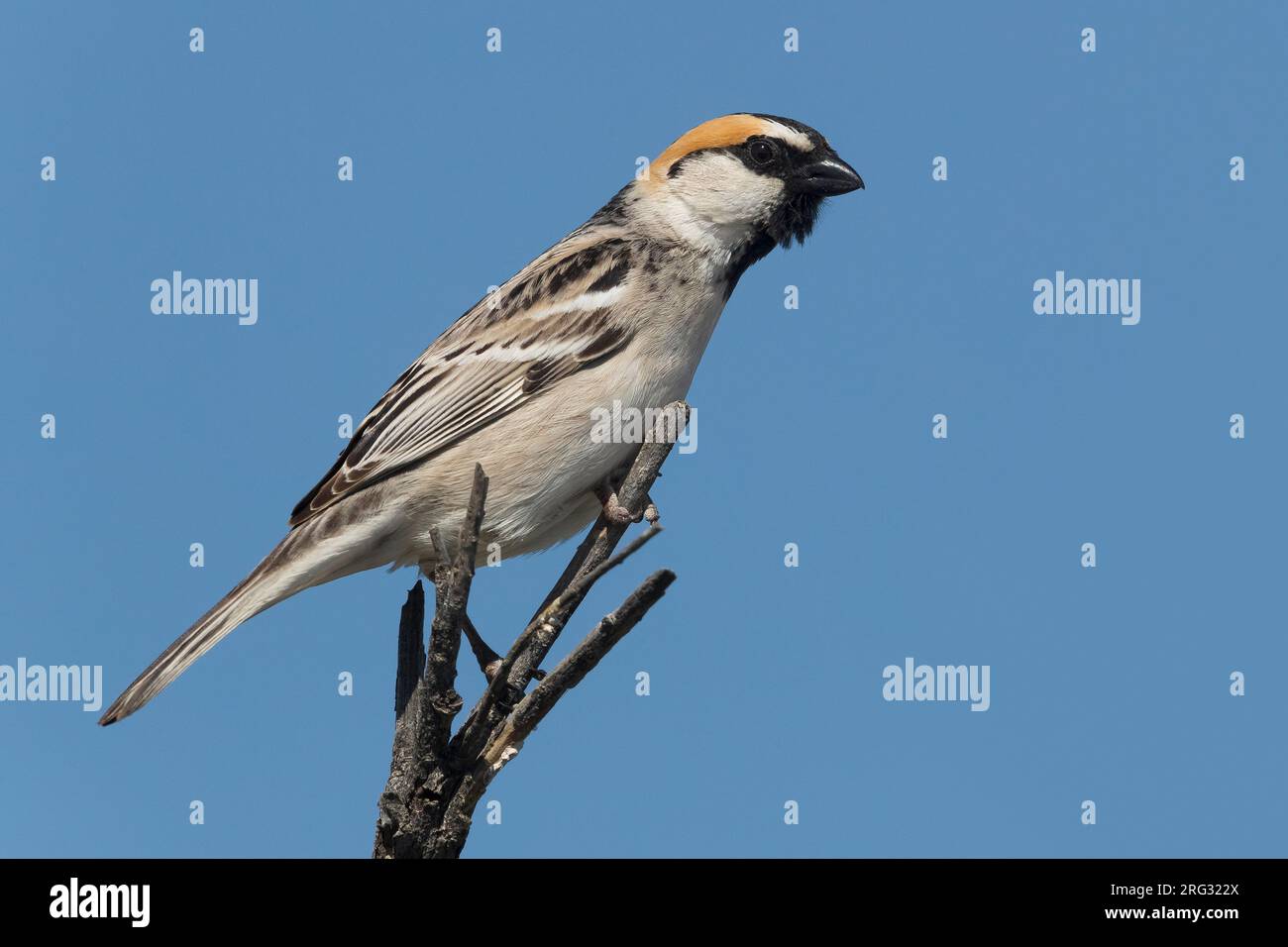 Saxaul Sparrow; Passer ammodendri nigricans Stock Photo