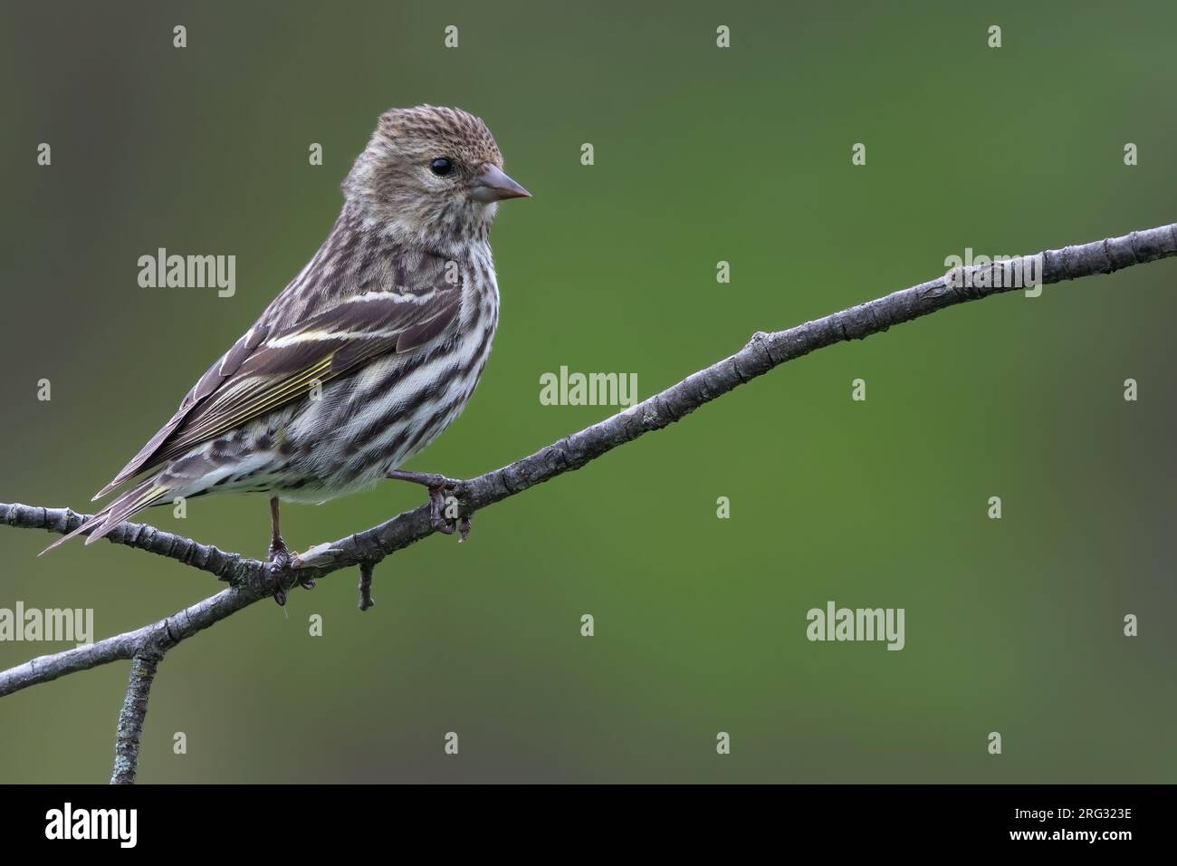 Pine Siskin (Spinus pinus) perched on a branch Stock Photo