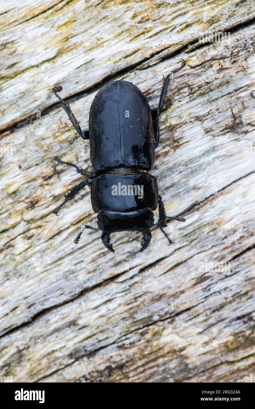 Dorcus hi-res stock photography and images - Page 2 - Alamy