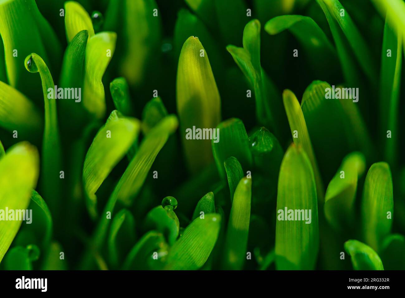 Wet green grass closeup view Stock Photo