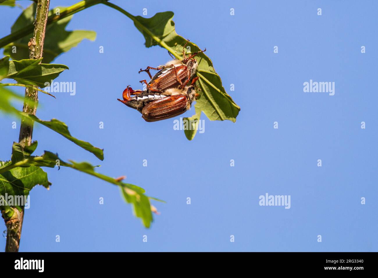 Meikever, Cockchafer, Melolontha melolontha copulation and males looking for partner on oak tree Stock Photo