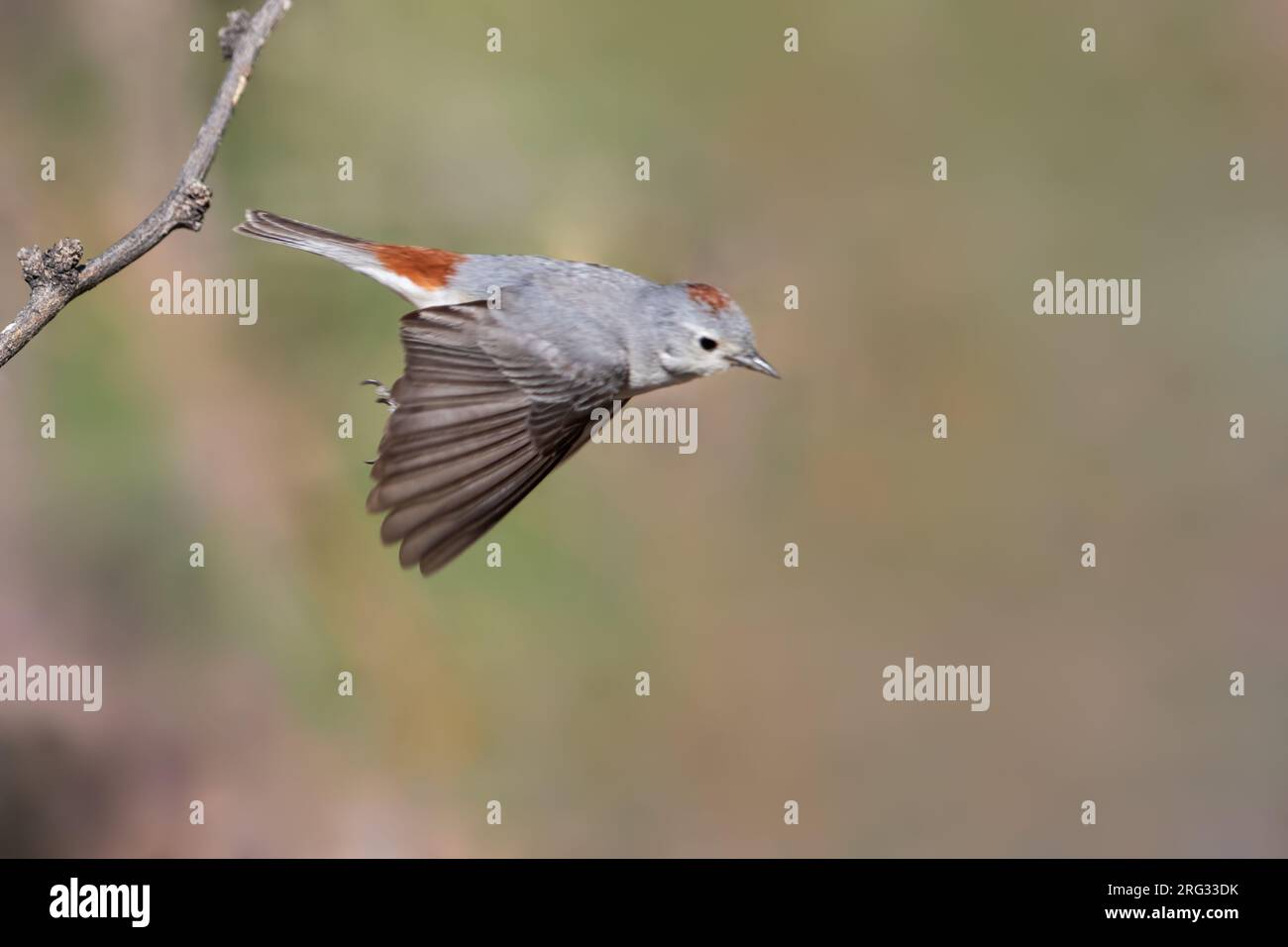 Lucy's Warbler (Leiothlypis luciae) in North-America. Stock Photo