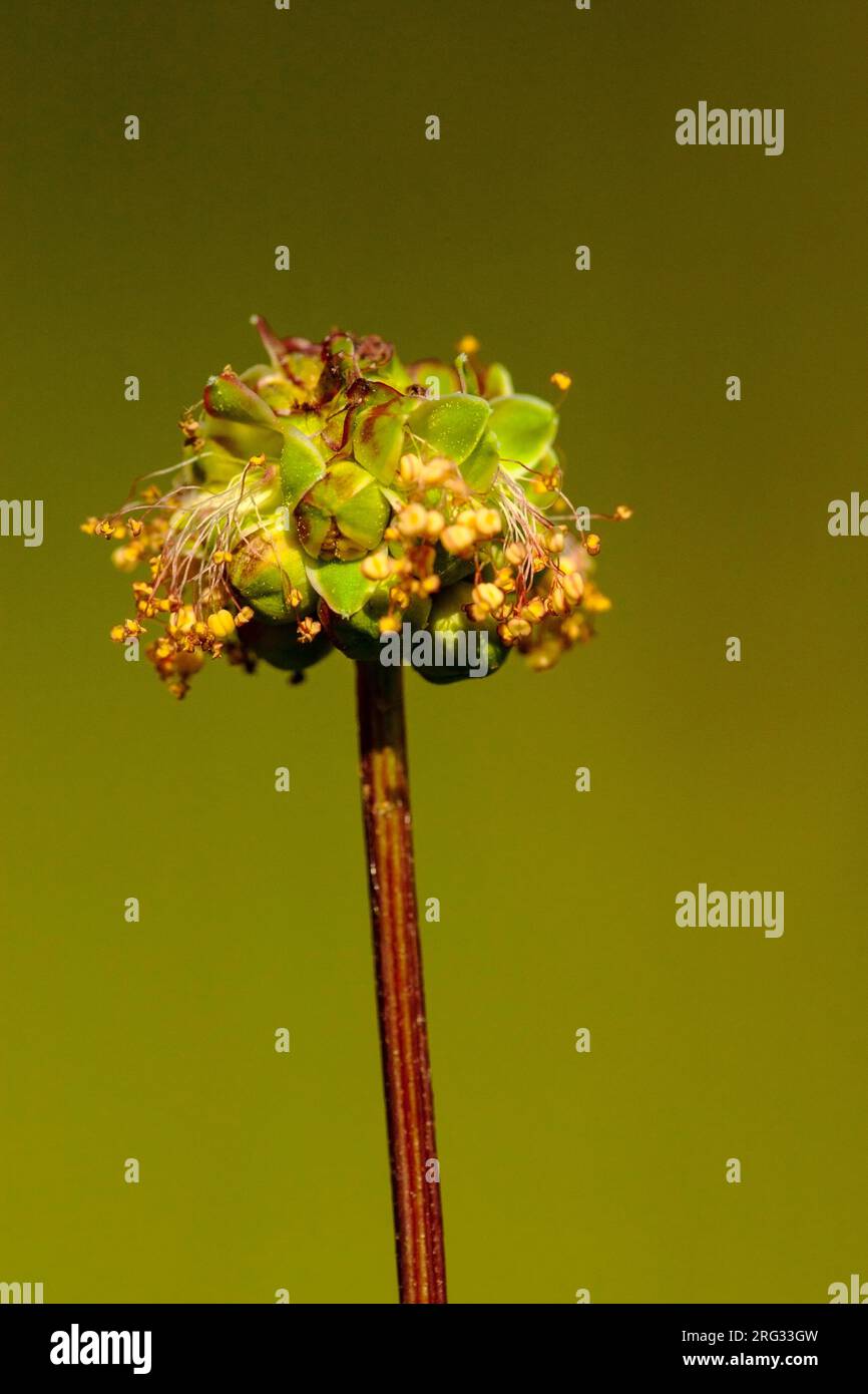 Kleine pimpernel, Small burnet, Poterium sanguisorba Stock Photo