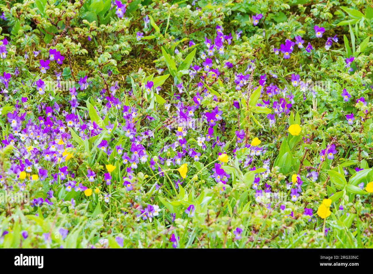 Dune Pansy, Viola tricolor subsp. curtisii in field on dune slope Stock Photo
